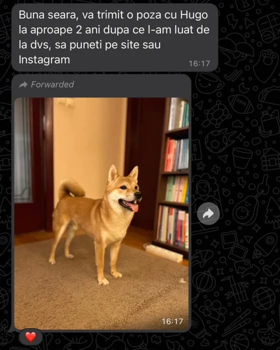 Shiba Inu mascul recenzie.