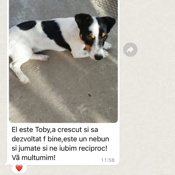 Jack Russel Terrier mascul recenzie.
