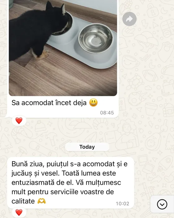 Kokuryuu, un Shiba Inu adorabil, s-a acomodat deja perfect în noua lui familie!