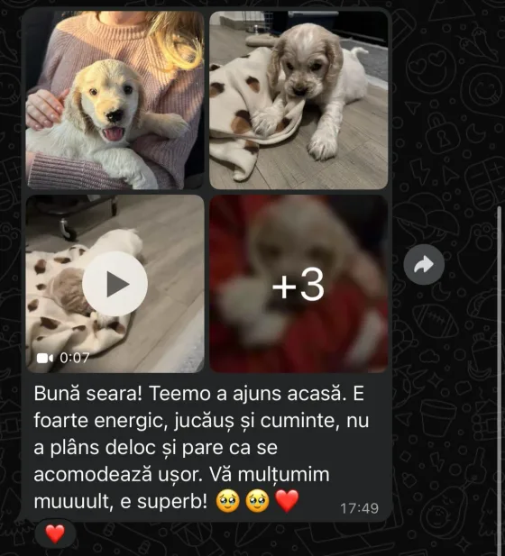 Teemo a ajuns acasă! 🤍🐾
