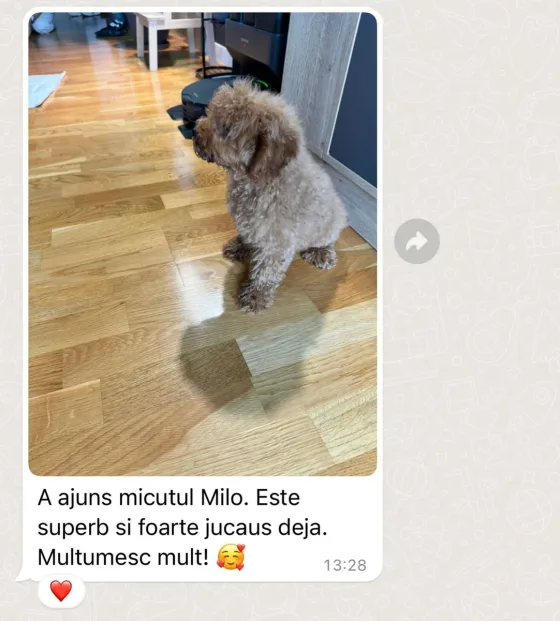 Cavapoo F1B recenzie.