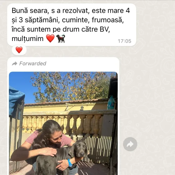 Weimaraner femelă recenzie.