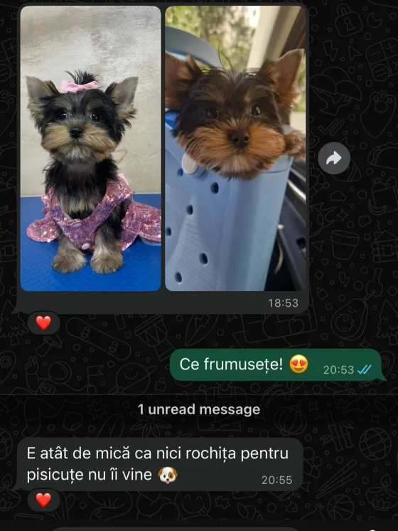 💎🐶 O prințesă Yorkshire Toy, atât de mică încât nici rochița de pisicuță nu îi vine! 🐶💎