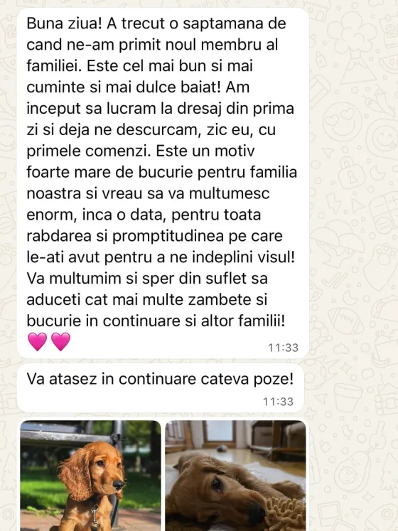 🐾❤️ Un băiețel Cocker Spaniel care cucerește inimile! ❤️🐾