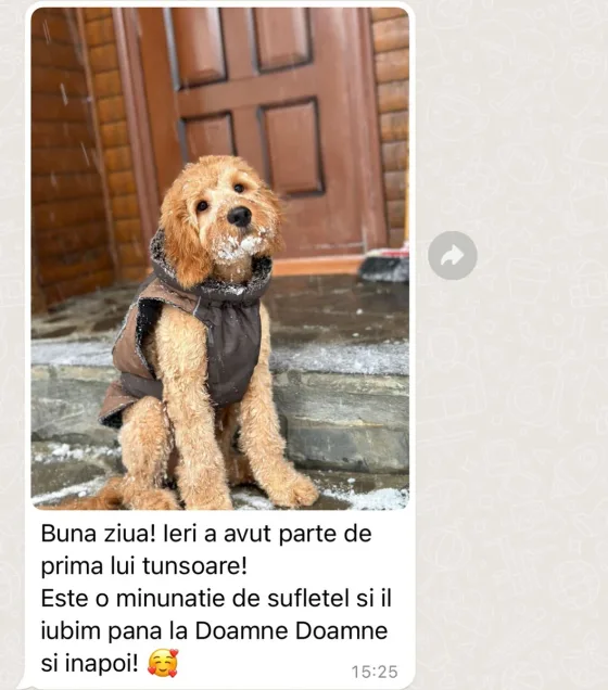 Goldendoodle mascul recenzie.