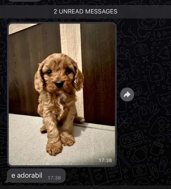 Cockapoo mascul roșcat recenzie.