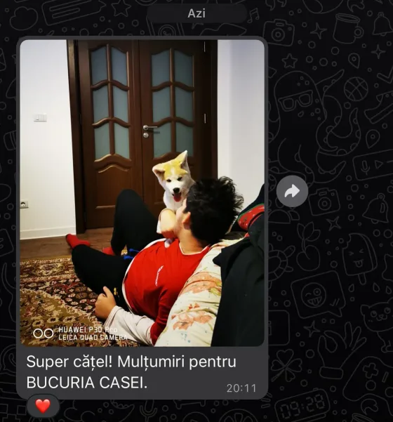 Recenzie Akita Japonez mascul cu pedigree.