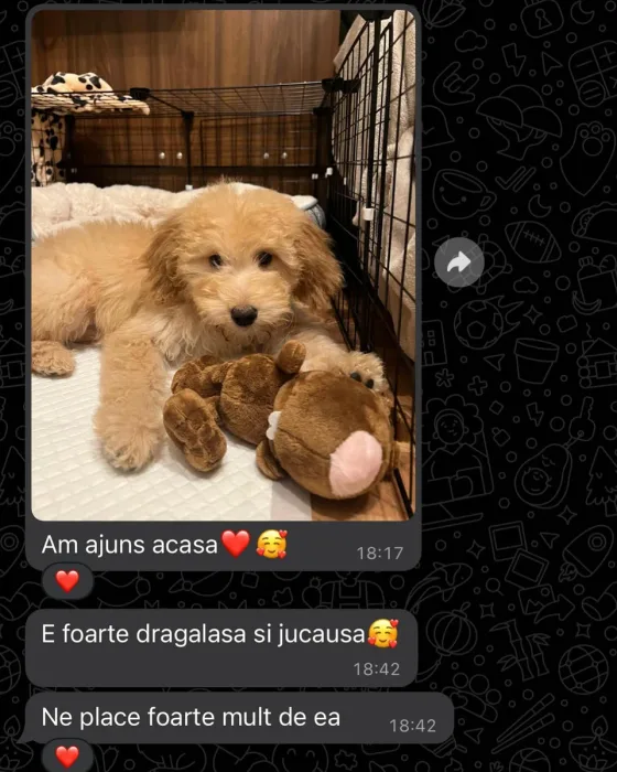 Goldendoodle femelă recenzie.